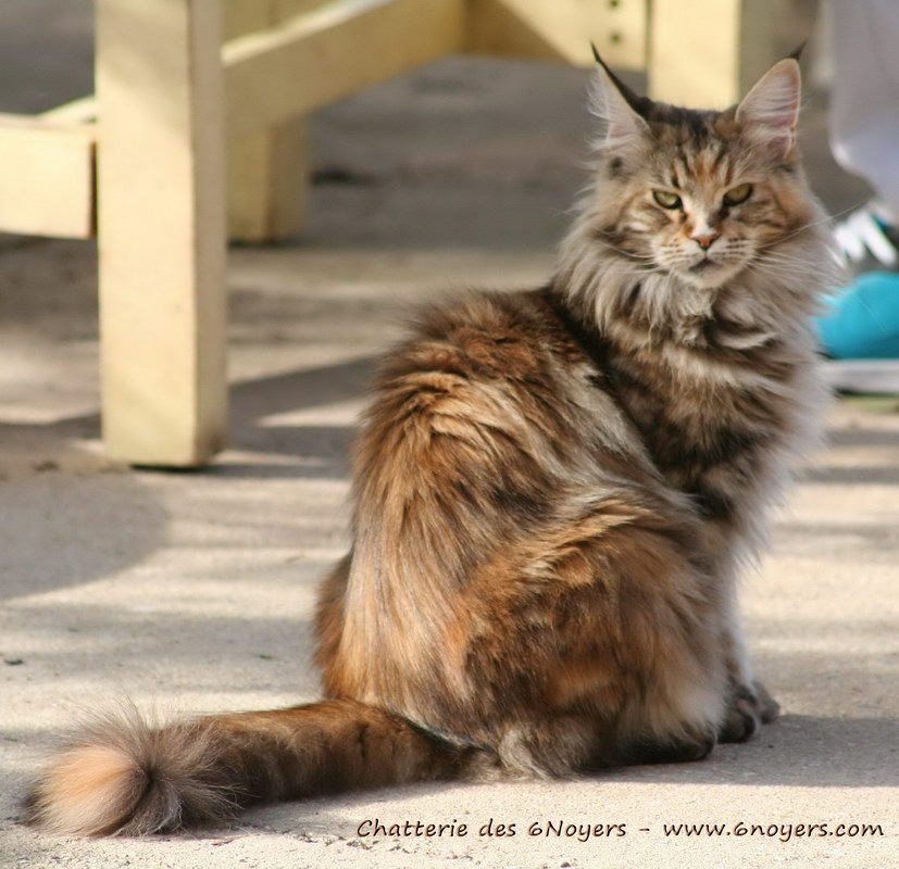 Granny femelle maine coon tricolore, brown blotched tortie tabby