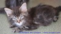 Chaton Maine Coon Brown Tabby Disponible - Chatterie des 6 noyers
