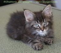 Chaton Maine Coon Brown Tabby Disponible - Chatterie des 6 noyers